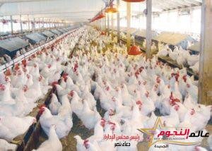 شعبة الدواجن تطمئن المصريين بشأن الأسعار