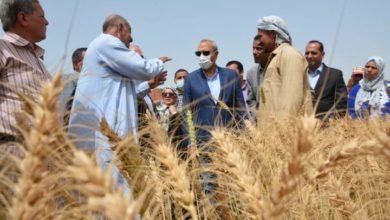 الهجان يتفقد عددا من حقول القمح بمدينتي كفر شكر والقناطر الخيرية ويشهد حصاد أحدهما 