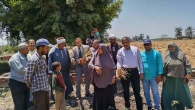 زراعة الشرقية تُنفذ يوم حصاد لمحصول البصل المحمل مع القطن بمركزي الزقازيق وأبو حماد