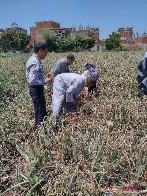 زراعة الشرقية تُنفذ يوم حصاد لمحصول البصل المحمل مع القطن بمركزي الزقازيق وأبو حماد 3 زراعة الشرقية تُنفذ يوم حصاد لمحصول البصل المحمل مع القطن بمركزي الزقازيق وأبو حماد