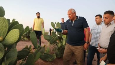 محافظ الوادي الجديد يتفقد أول مشروع لإنتاج التين الشوكي بالمحافظة