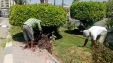 جهاز التطوير و التجميل يواصل صيانة و رفع كفاءة المسطحات الخضراء بالإسماعيلية