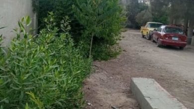 حملات تشجير موسعة على جانبي الطرق والشوارع الرئيسية بمختلف مراكز ومدن محافظة الشرقية
