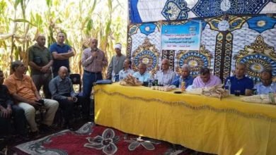 زراعة الشرقية تنظم يوم حصاد مكبر لمحصول الذرة الشامية 