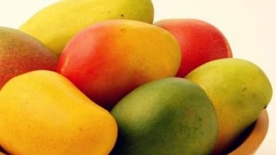 فوائد المانجو الصحية للصحة والجسم