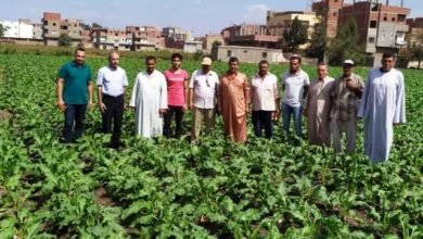 زراعة الشرقية بالتعاون مع معهد بحوث المحاصيل السكرية تُنفذ مدرسة حقلية إرشادية عن زراعة محصول بنجر السكر لمزارعي قرية البوها 