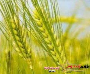 الكلمه قمحه … بقلم: عمرو نوار