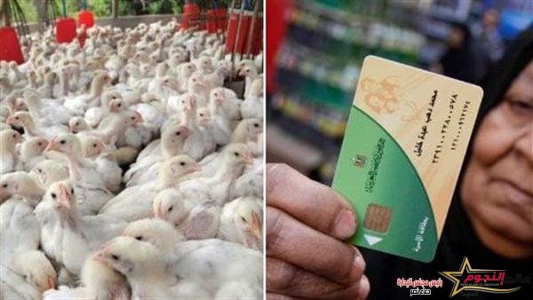 كتاكيت على بطاقات التموين .. تفاصيل 2 كتاكيت على بطاقات التموين .. تفاصيل