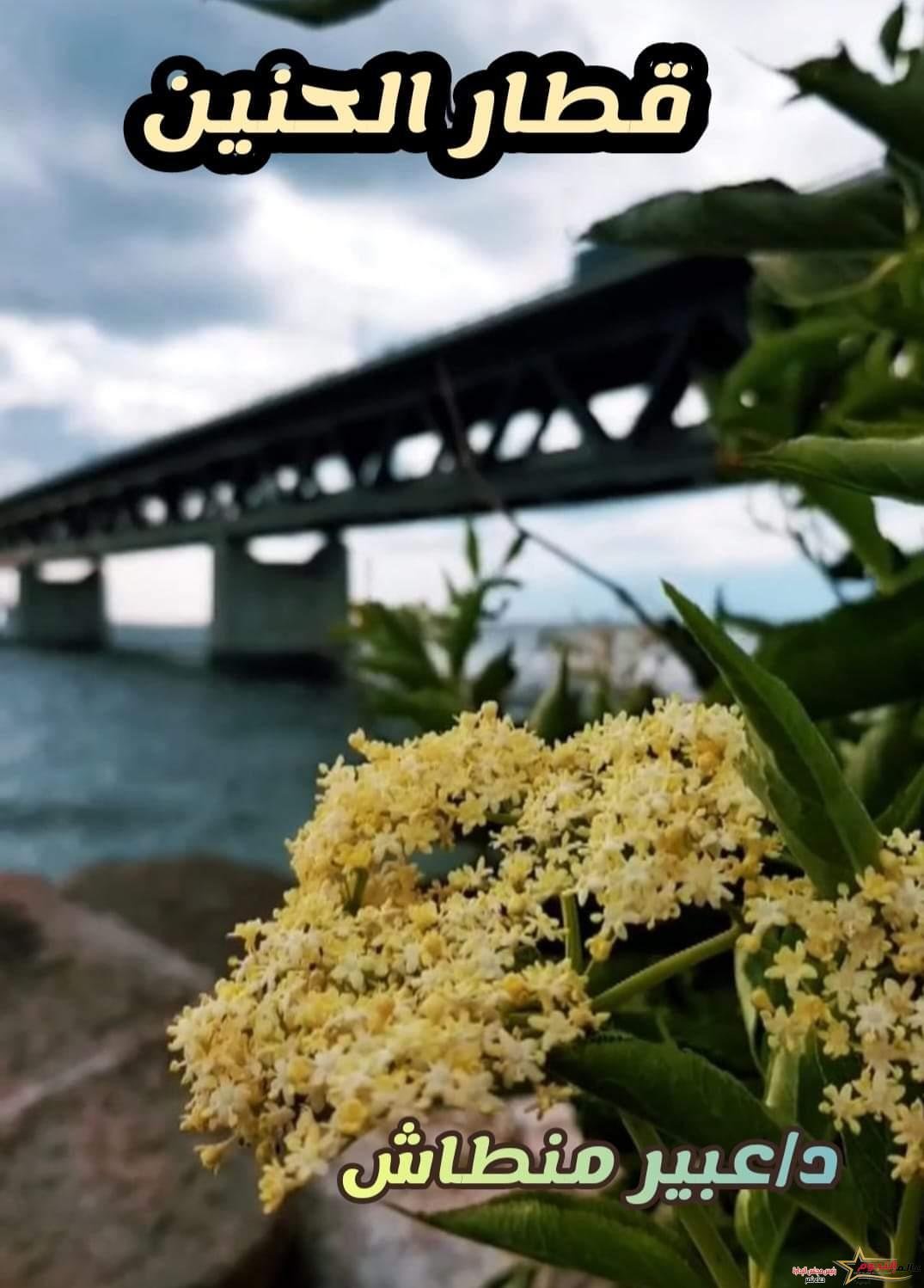 قطار الحنين... بقلم: د. عبير منطاش