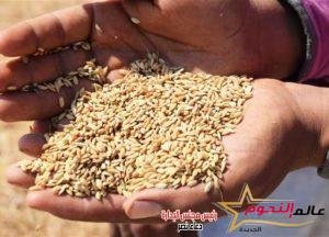 سعر طن الأرز الشعير اليوم.. «رفيع الحبة» بـ10 آلاف و950 جنيها