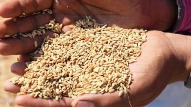 سعر طن الأرز الشعير اليوم.. «رفيع الحبة» بـ10 آلاف و950 جنيها