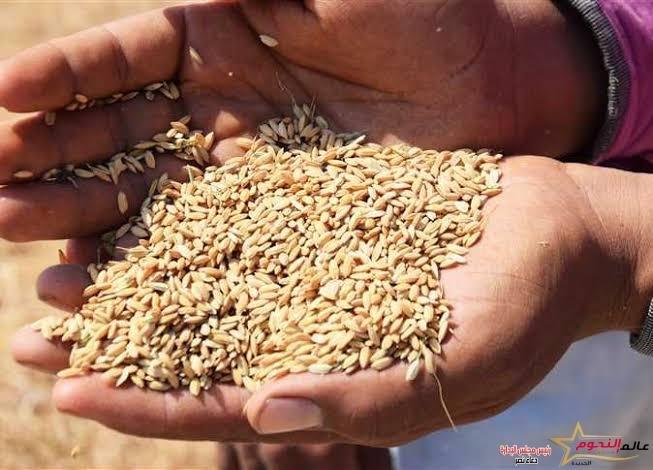 سعر طن الأرز الشعير اليوم.. «رفيع الحبة» بـ10 آلاف و950 جنيها