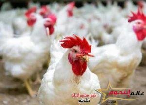 أسعار الفراخ والبيض خلال التعاملات المسائية أولى ليالي رمضان 2 أسعار الفراخ والبيض خلال التعاملات المسائية أولى ليالي رمضان
