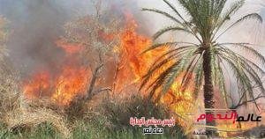 الحماية المدنية تسيطر على حريق نشب بنخل بمزلقان قليوب
