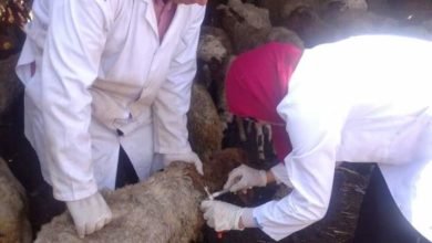 بيطري الشرقية يُحصن (٢٢٨ ألف و ١١ ) رأس ماشية للوقاية من مرض الحمى القلاعية 