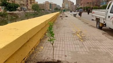 مراكز ومدن محافظة  الشرقية تتسابق في زراعة الأشجار المثمرة بالمداخل والطرق الرئيسية
