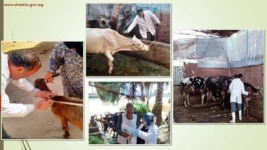 بيطري الشرقية يُحصن (٣٠٦ ألف ) رأس ماشية للوقاية من مرض الحمى القلاعية 