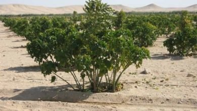 فؤاد تستعرض تقريرا حول جهود الوزارة فى تنفيذ المبادرة الرئاسية وأنشطة التشجير على مستوى محافظات الجمهورية