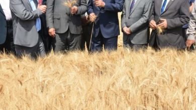 الهجان ورئيس جامعة بنها يشهدان موسم حصاد القمح بكلية الزراعة بمشتهر