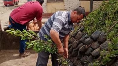 وزارتى البيئة والإنتاج الحربي تهدي محافظة الشرقية 6000 شجرة