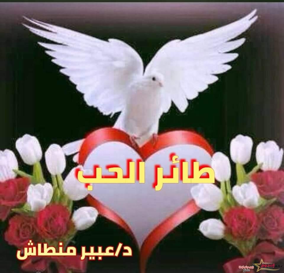 طائر الحب... بقلم: د. عبير منطاش
