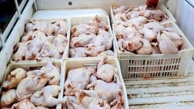 عاجل.. ضبط دواجن ولحوم مجهولة المصدر خلال حملة تموينية فى الجيزة 