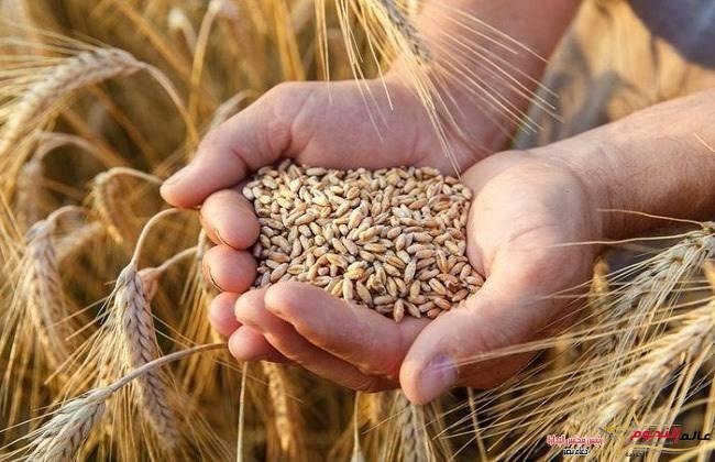 التموين: إيقاف توريد القمح المحلي خلال عيد الأضحى واستئناف العمل ‏اعتبارا من يوم 1/7/2023‏