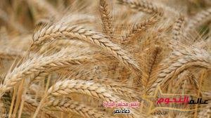 التموين: إيقاف توريد القمح المحلي خلال عيد الأضحى واستئناف العمل ‏اعتبارا من يوم 1/7/2023‏