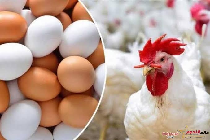 سعر البيض والفراخ اليوم الأحد 30 يوليو 2023 فى الأقصر