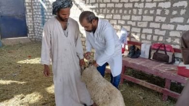 غدا السبت...بدء إنطلاق فعاليات الحملة القومية الثانية للتحصين ضد مرضي الحمى القلاعية والوادي المتصدع بالإسكندرية