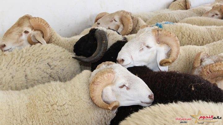 أكثر من 270 مليون جنيه حصيلة صكوك الأضاحي هذا العام 3 أكثر من 270 مليون جنيه حصيلة صكوك الأضاحي هذا العام