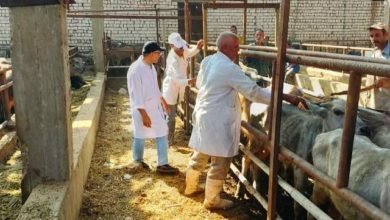 بيطري الشرقية ينتهى من تحصين (٢٤٨ ألف و ١٣٩ ) رأس ماشية للوقاية من مرضى الحمى القلاعية و حمى الوادي المتصدع