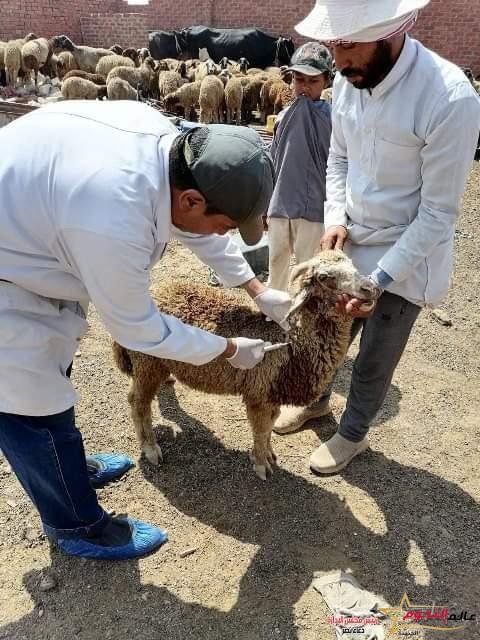 بيطري الشرقية ينتهى من تحصين (٢٤٨ ألف و ١٣٩ ) رأس ماشية للوقاية من مرضى الحمى القلاعية و حمى الوادي المتصدع