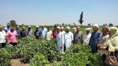 زراعة الشرقية تنظم مدرسة حلقية عن زراعة فول الصويا لمزارعي قرية شوبك اكراش بديرب نجم