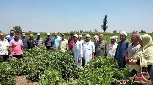 زراعة الشرقية تنظم مدرسة حلقية عن زراعة فول الصويا لمزارعي قرية شوبك اكراش بديرب نجم