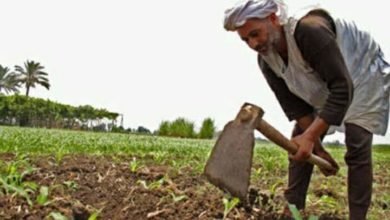 ملامح شَقَى … بقلم : قدرى نوار