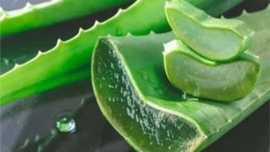 فوائد الصبار المميزة للشعر والبشرة