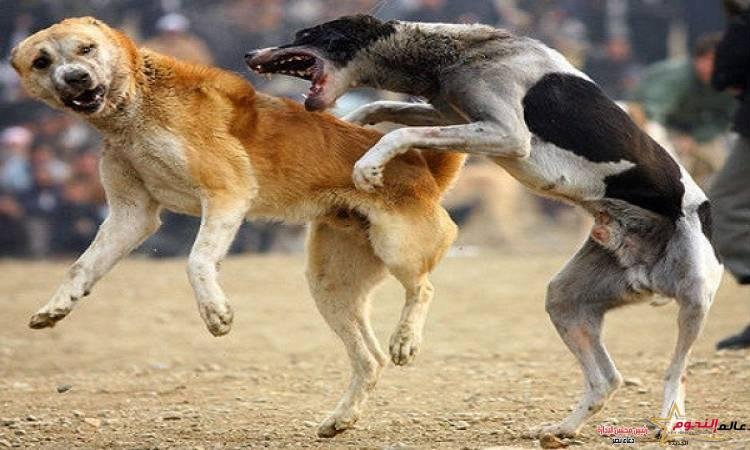 ضبط المتهمين في مشاجرة بالأسلحة البيضاء والكلاب بـ القليوبية 