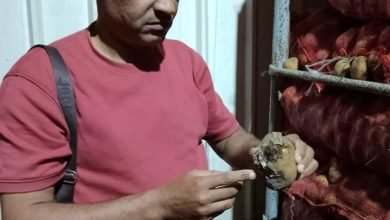 أغذية القليوبية تضبط ٥ طن أغذية تالفة بالقناطر الخيرية