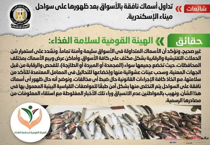 شائعة:تداول أسماك نافقة بالأسواق بعد ظهورها على سواحل ميناء الإسكندرية 2 شائعة:تداول أسماك نافقة بالأسواق بعد ظهورها على سواحل ميناء الإسكندرية