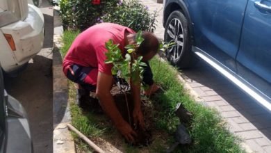 محافظ الإسكندرية: زراعة نحو 260 ألف شجرة مثمرة وغير مثمرة بأحياء الإسكندرية منذ بداية تنفيذ مبادرة "زراعة 100 مليون شجرة"