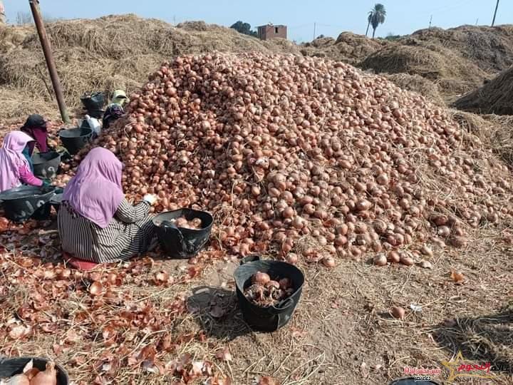 وزير الزراعة يوجه بحملات تفتيشية على مفارش البصل لدى التجار في جميع محافظات الجمهورية 3 وزير الزراعة يوجه بحملات تفتيشية على مفارش البصل لدى التجار في جميع محافظات الجمهورية