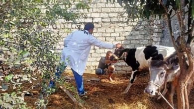 بيطري الشرقية يُحصن (٤٤٢ ألف و١٣٣) رأس ماشية ضد مرضى الحمى القلاعية و حمى الوادي المتصدع