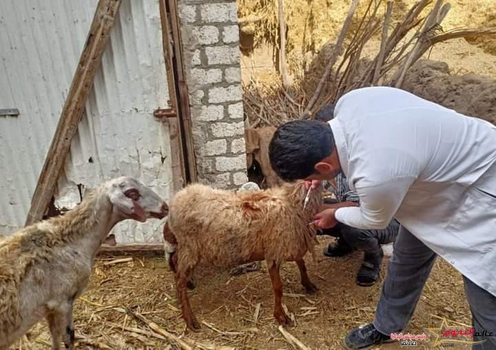 بيطري الشرقية يُحصن (٥٧٨ ألف و ٦٥٣) رأس ماشية ضد مرضي الحمى القلاعية وحمى الوادي المتصدع
