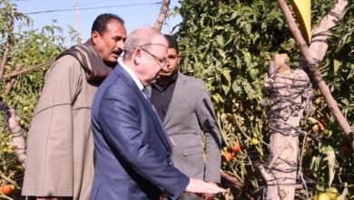 "الزراعة" تنظم يوم حقلي للاطلاع على نتائج اصناف الطماطم بالبرنامج الوطني لانتاج تقاوي الخضر بالفيوم
