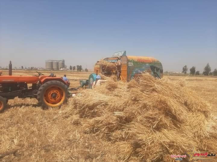 الزراعة تنظم يوم حصاد في الدقهلية لحقول القمح المنزرعة بالأساليب الحديثة والموفرة للمياه وعالية الإنتاجية
