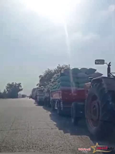 استمرار توافد محصول القمح على صوامع وشون محافظة الشرقية