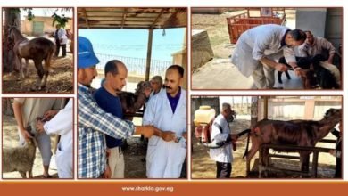 بيطري الشرقية يُنظم قافلة طبية بيطرية توعوية وقائية مجانية بقرية سنجها التابعة لمركز و مدينة كفر صقر