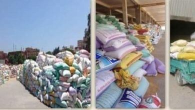 المواقع التخزينية تستقبل ٦١٧٤٠٦ طن و ٠٤٣ كيلو من الذهب الأصفر بنطاق محافظة الشرقية 