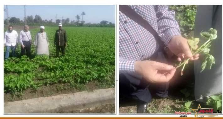 زراعة الشرقية تنظم يوم حقلي لتوعية مزارعي الفاصوليا بالإشتراك مع معهد بحوث البساتين بمشتول السوق